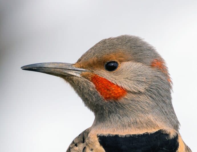 Flicker close up nice2